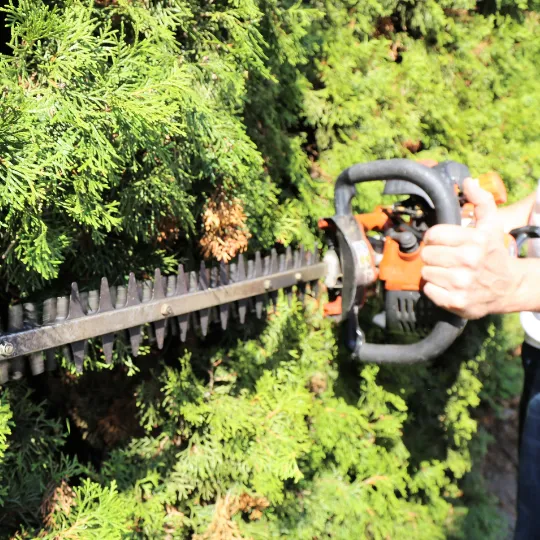 Hedge trimmer cutting the top of a green hedge in West Auckland